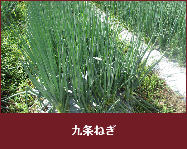 こだわりPOINT 具材 九条ねぎ